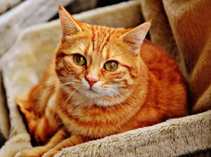 cat jigsaw puzzle