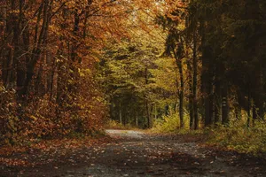 trees jigsaw puzzle