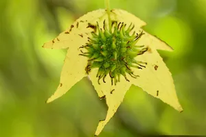 amber tree jigsaw puzzle