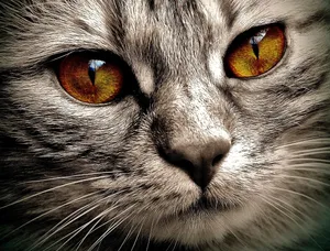 cat jigsaw puzzle