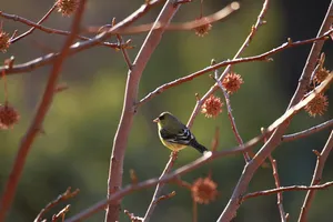 finch in liquid amber jigsaw puzzle