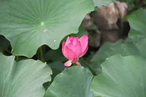 lotus jigsaw puzzle