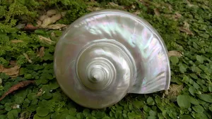 fire pearl jigsaw puzzle