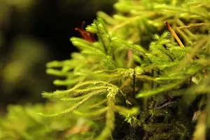 nature jigsaw puzzle
