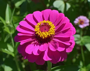 hot pink zinnia jigsaw puzzle