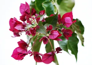 bougainvillea jigsaw puzzle