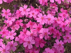 flower jigsaw puzzle