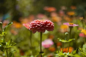 A close-up of a pink zinnia flower in a garden. jigsaw puzzle