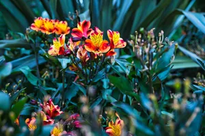 a bunch of flowers that are in the grass jigsaw puzzle