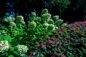 a field of green and purple flowers next to trees jigsaw puzzle