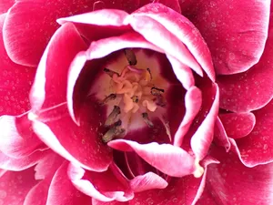a close up of a flower jigsaw puzzle