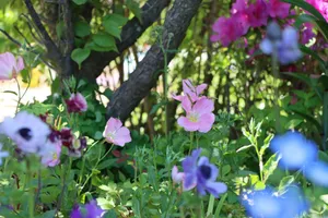 a group of flowers jigsaw puzzle