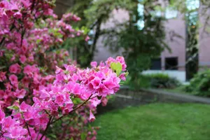 a bush of pink flowers in front of a building jigsaw puzzle