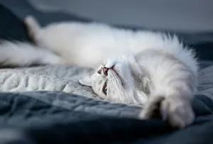 white cat lying on bed jigsaw puzzle