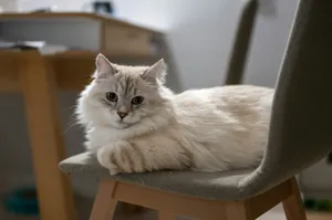 a white cat sitting on top of a wooden chair jigsaw puzzle
