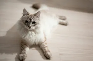 a cat laying on the floor looking at the camera jigsaw puzzle