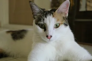 white and brown cat on white textile jigsaw puzzle
