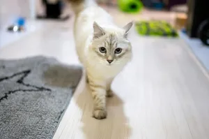 a white cat walking across a wooden floor jigsaw puzzle