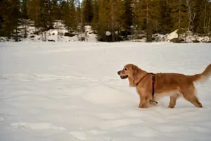 Golden retriever enjoys a snowy winter landscape. jigsaw puzzle