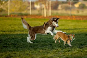 two dogs playing with each other in a field jigsaw puzzle