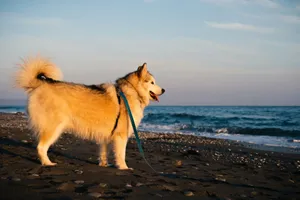 white and brown dog on beach during daytime jigsaw puzzle