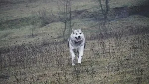 A dog running through a field with trees in the background jigsaw puzzle