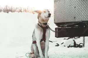 white and gray Siberian Husky tied with metal chain jigsaw puzzle