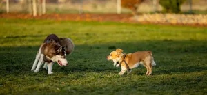 a couple of dogs that are standing in the grass jigsaw puzzle