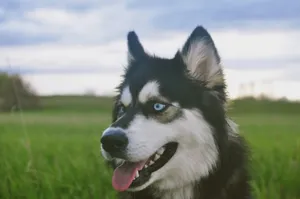 black and white siberian husky on green grass field during daytime jigsaw puzzle