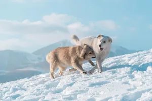 a couple of dogs that are standing in the snow jigsaw puzzle