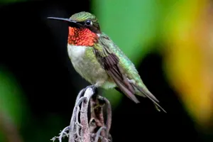 a hummingbird perched on top of a tree branch jigsaw puzzle