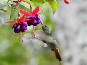 a hummingbird flying to a flower jigsaw puzzle