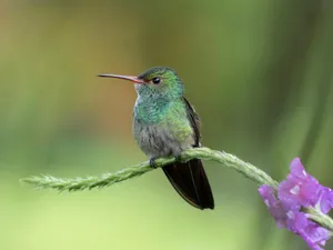 a hummingbird perches on a branch with purple flowers jigsaw puzzle