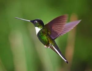 a bird sitting on top of a hummingbird jigsaw puzzle