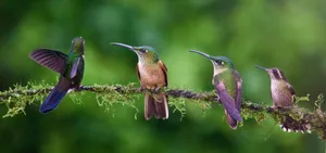 a group of hummingbirds perched on a branch jigsaw puzzle