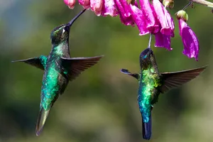 two hummingbirds under purple flower jigsaw puzzle