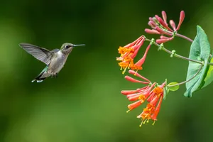 a hummingbird flying over a flower jigsaw puzzle