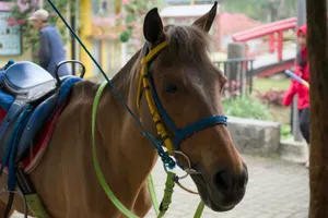 A brown horse with a blue and yellow bridle jigsaw puzzle
