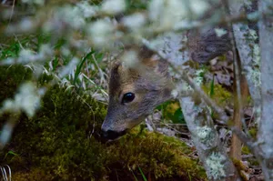 A deer peeks through the trees in the forest. jigsaw puzzle