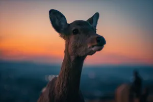 A deer looking at the camera with a city in the background jigsaw puzzle