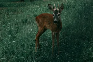 brown deer on green grass field during daytime jigsaw puzzle