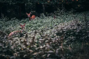 two deer beside plants jigsaw puzzle