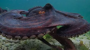 a close up of an octopus under water jigsaw puzzle