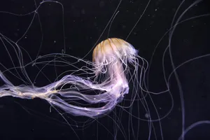 white and brown jellyfish on water jigsaw puzzle
