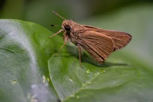 a brown moth on a green leaf jigsaw puzzle