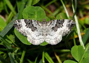 A moth rests on a clover leaf. jigsaw puzzle