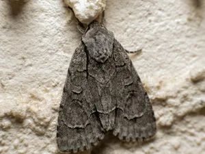 a close-up of a moth jigsaw puzzle