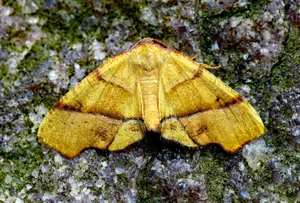 A yellow moth with brown markings rests on a rock. jigsaw puzzle