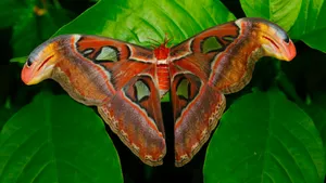 a large brown and white butterfly sitting on top of a green leaf jigsaw puzzle