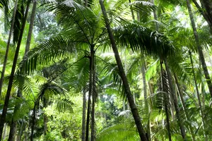 green trees jigsaw puzzle